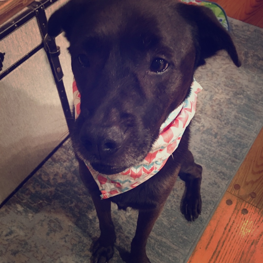Pet bandana, used once for photo shoot . 21x21”